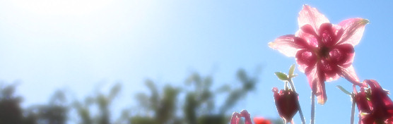 A single flower on a blue sky background