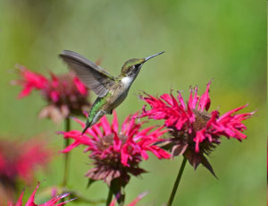 Hummingbird