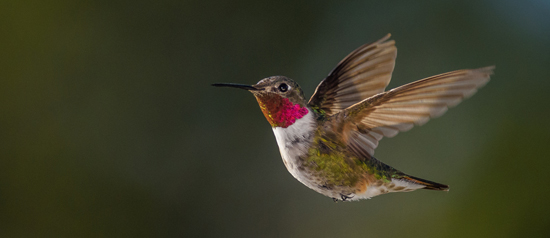 Life after Hummingbird: link building strategies