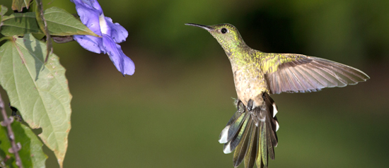 Google’s fifteenth birthday: Hummingbird